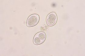 Coccidia sp.