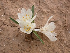 Colchicum ritchii