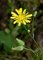 Crepis palaestina