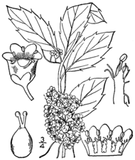 Illustration botanique de Cuscuta gronovii.