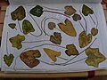 leaves collected on Zakynthos, showing range of leaf shapes