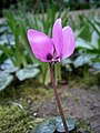 Cyclamen pseudibericum close-up flower