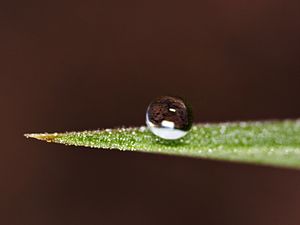 ক. পাতার ওপরে জলের ফোঁটা।