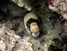 Echidna polyzona