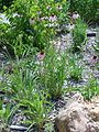 In cultivation at the Minnesota Landscape Arboretum