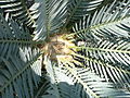 Karoo cycad