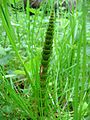 Esporófito joven de Equisetum telmateia Una especie con ramas.