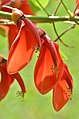 Erythrina crista-galli Linn.