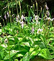 Erythronium revolutum