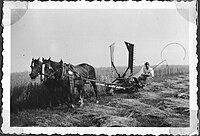 McCormic self-rake-reaper in use in Thuringia (Germany) 1950