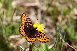 Frigga fritillary butterfly