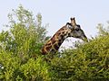 Una giraffa sbuca dalla vegetazione