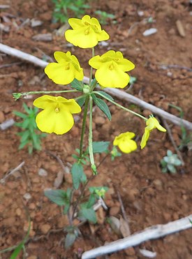 Hemimeris racemosa