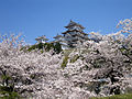 Image 84Sakura blossoms with Himeji Castle in Hyōgo Prefecture in April (from Geography of Japan)
