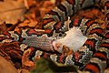 Lampropeltis mexicana