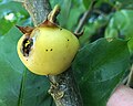 Single, insect and/or mollusc-damaged ripe fruit of mature specimen, Logan Botanic Garden.