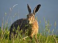 Lagomorpha