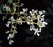 Inflorescence.