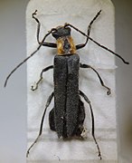 Lycocerus aurantiacus