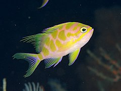 Odontanthias borbonius