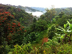 Lush vegetation and mountains in Jayuya