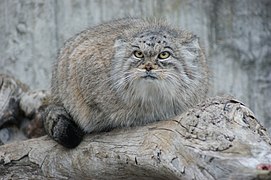 Chat manul