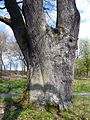 Arbre remarquable par ses troncs multiples et son âge.