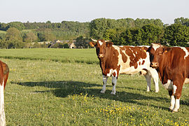 Photographie de vaches rouges des prés.