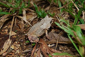 Megophrys nasuta