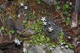 Montia parvifolia