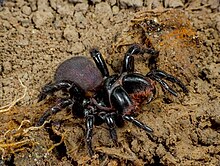 Mygalomorphae Actinopodidae Missulena bradleyi Eastern Mouse Spider The Gap Brisbane