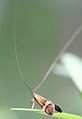 Longhorn moth (Nemophora degeerella Adelidae) has antennae up to five times the length of its wings.