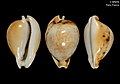 Nesiocypraea teramachii