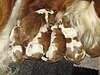 New born Welsh Springer Spaniel puppies