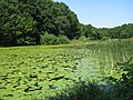 Lacul cu nuferi din Ipoteştii lui Eminescu