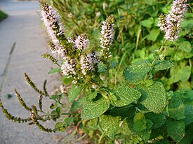 Mentha suaveolens