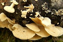 Buff fungi