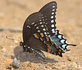 Spicebush swallowtail (Papilio troilus) tribe Papilionini