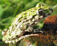 Pélodyte de côté.