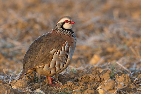 Red-legged partridge, by Kookaburra 81