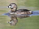 A small brownish-gray bird, beak white with a black stripe, swims on calm water