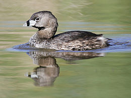 Пірникоза рябодзьоба (Podilymbus podiceps)