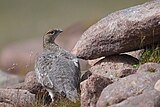 Female rock ptarmigan (L. m. millaisi) in summer plumage near Torridon, Scotland