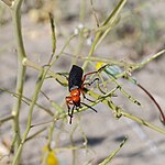 Lytta magister in Anza-Borrego Desert State Park