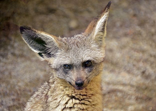 Renard à oreilles de chauve-souris