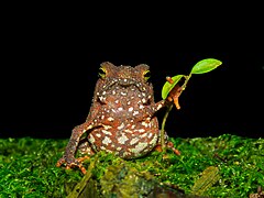 Rhinella hoogmoedi, dans la Reserva Particular do Patrimônio Natural Salto Morato (pt), au Brésil. Mars 2022.