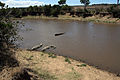 Crocodiles à la Rivière Mara