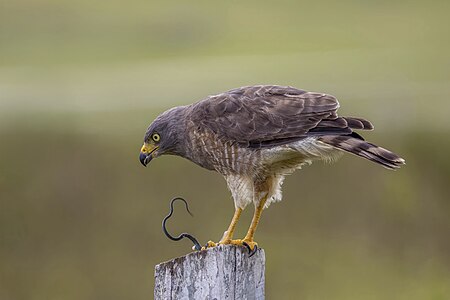 Roadside hawk eating a snake, by Charlesjsharp