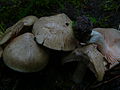 !!Entoloma sinuatum!!