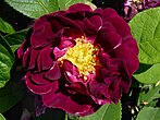 Close-up of a fully open rose with dark velvety red petals and yellow stamens
